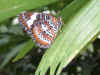 0784_BUTTERFLY.jpg (56283 bytes)