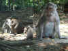 1059_BALI_MONKEY_TEMPLE.jpg (86116 bytes)