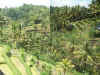 1061_BALI_RICEFIELDS.jpg (107561 bytes)