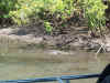 1097_KAKADU_YELLOWWATERS.jpg (104771 bytes)