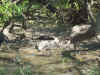 1103_KAKADU_YELLOWWATERS.jpg (97021 bytes)