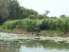 1105_KAKADU_YELLOWWATERS.jpg (83682 bytes)