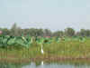1108_KAKADU_YELLOWWATERS.jpg (59009 bytes)